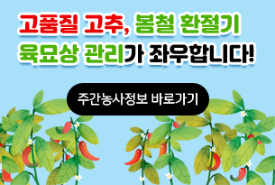 고품질 고추, 봄철 환절기
육묘상 관리가 좌우합니다!/주간농사정보 바로가기