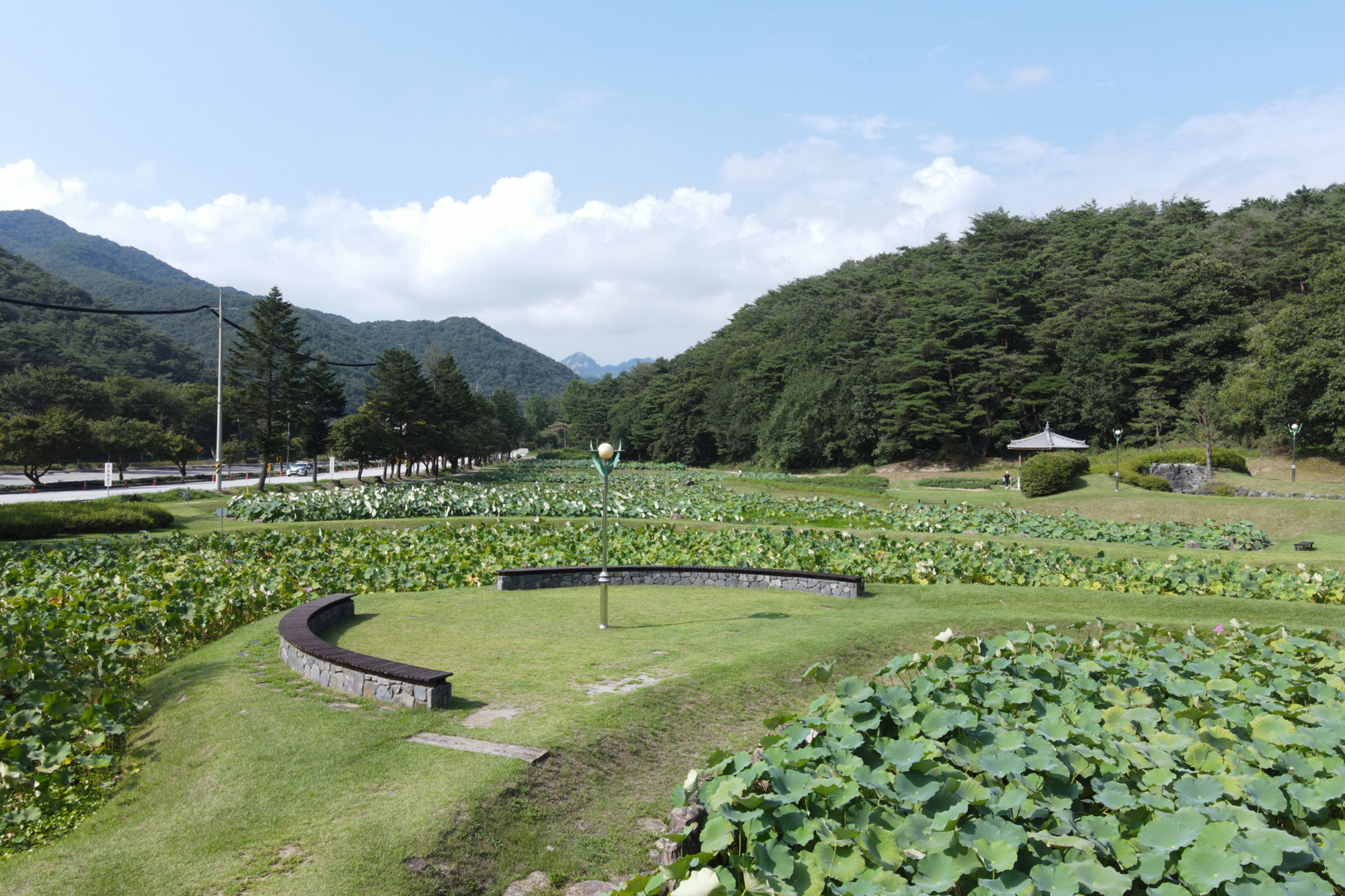 속리산 연꽃단지