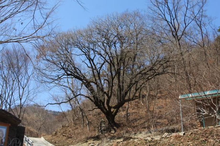 보은 용곡리 고욤나무 이미지