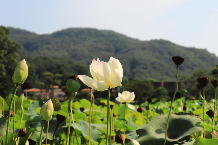 속리산 연꽃단지 이미지