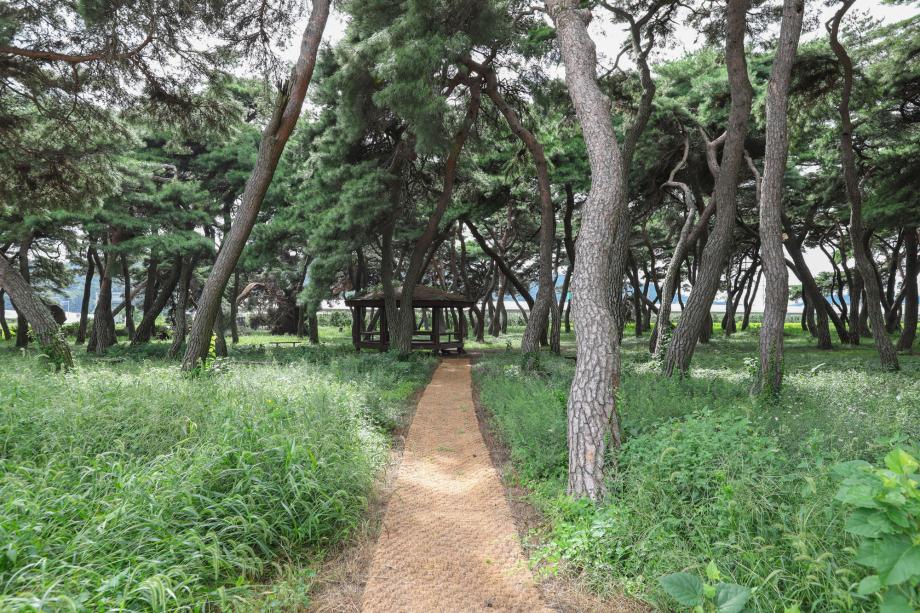 임한리 솔밭 이미지