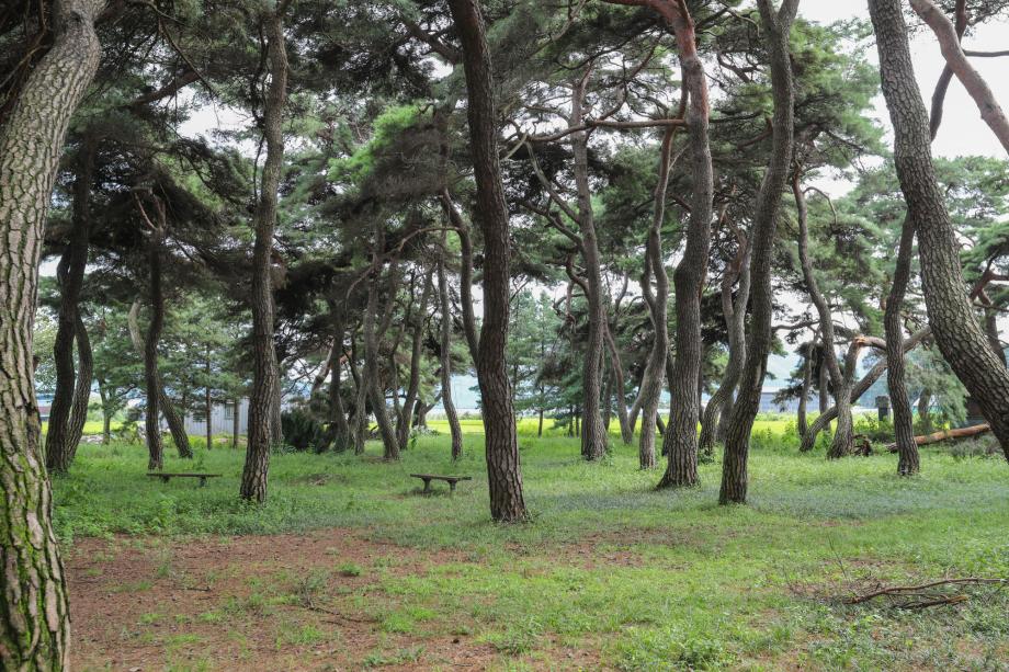 임한리솔밭_07 이미지