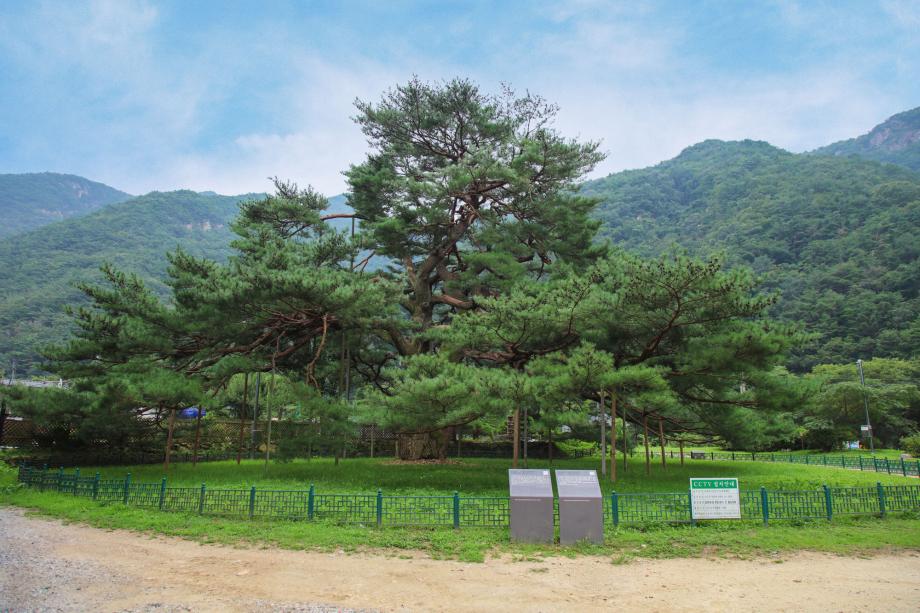 서원리소나무(정부인 소나무) 이미지